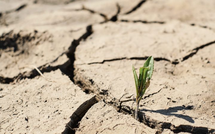 Green sprout with dry cracked earth, ecology problems, earth protection, soft selective focus